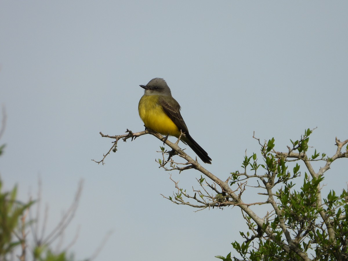 Tropical Kingbird - ML643317704