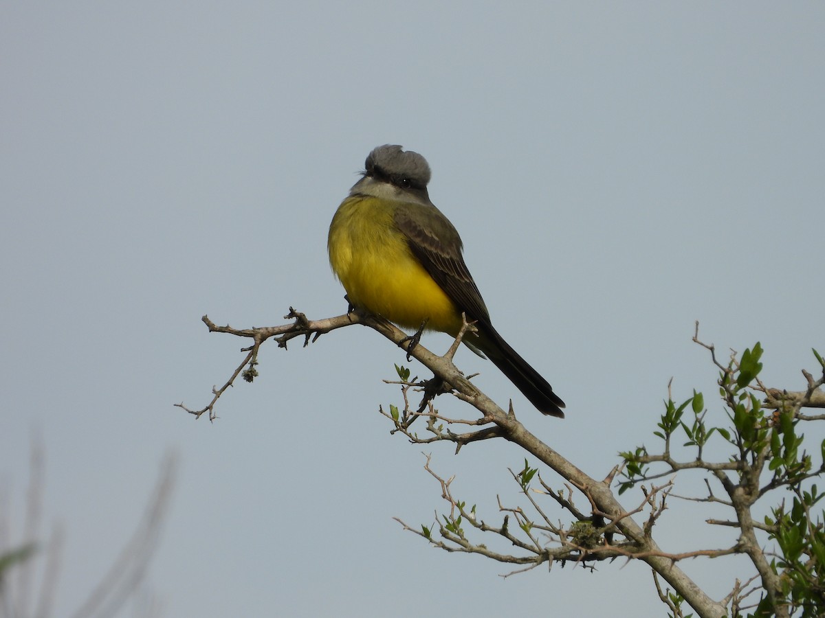 Tropical Kingbird - ML643317706