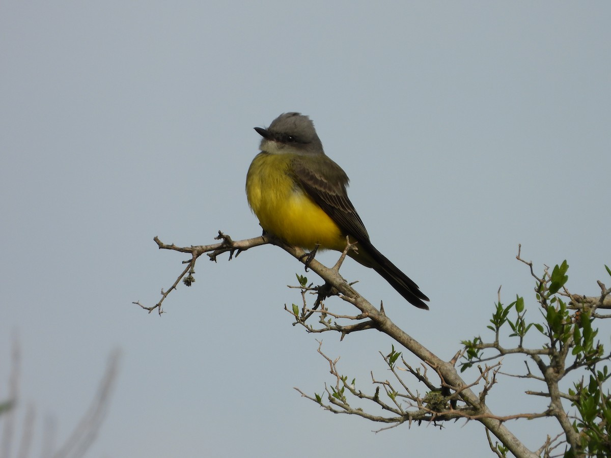 Tropical Kingbird - ML643317707