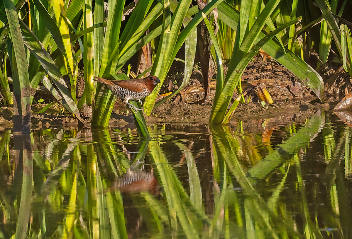 Scaly-breasted Munia - ML643317721