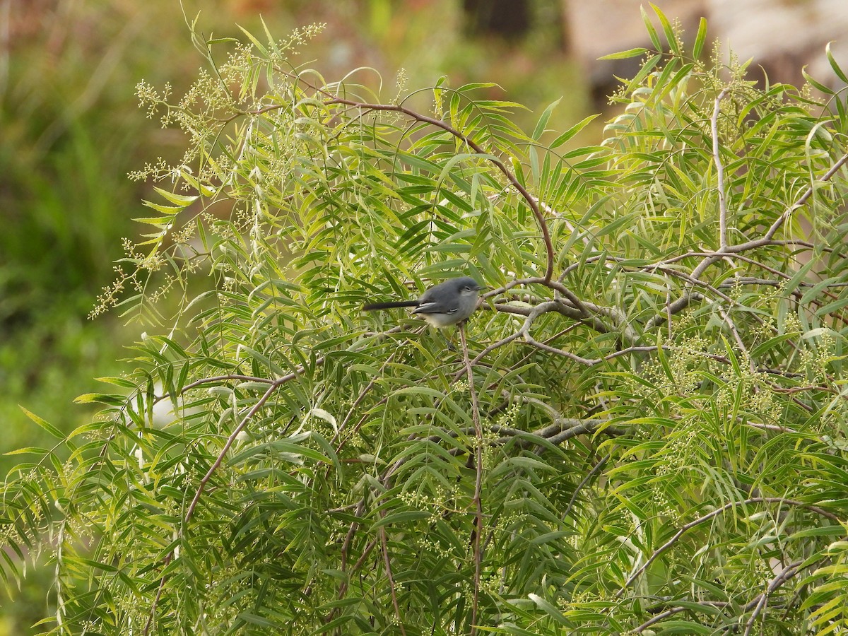 Masked Gnatcatcher - ML643317743