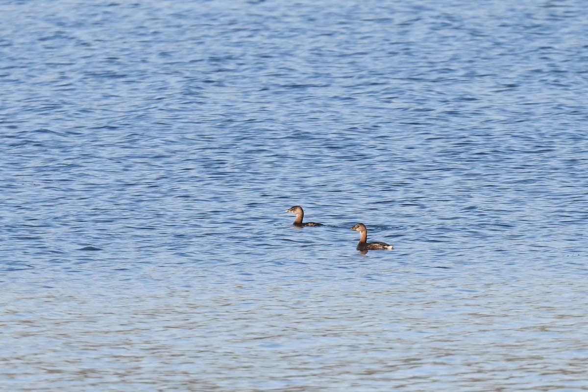 Pied-billed Grebe - ML643317746