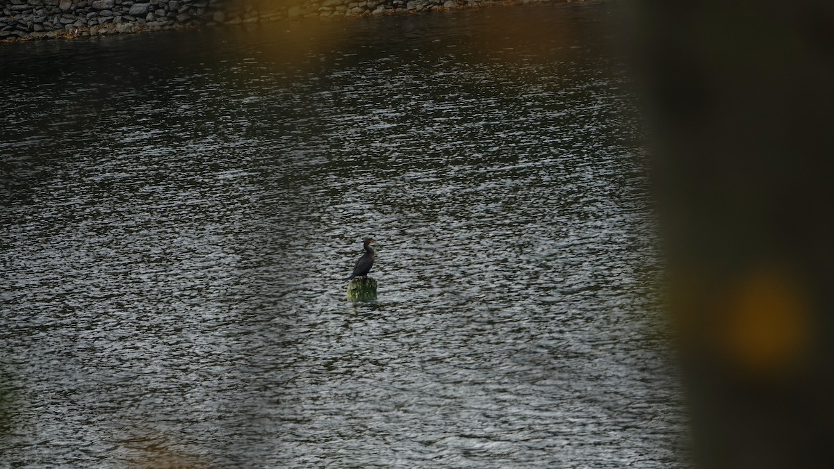 Double-crested Cormorant - ML643317747