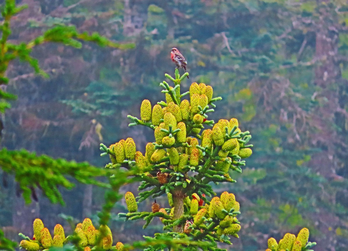 Pine Grosbeak - ML643317751