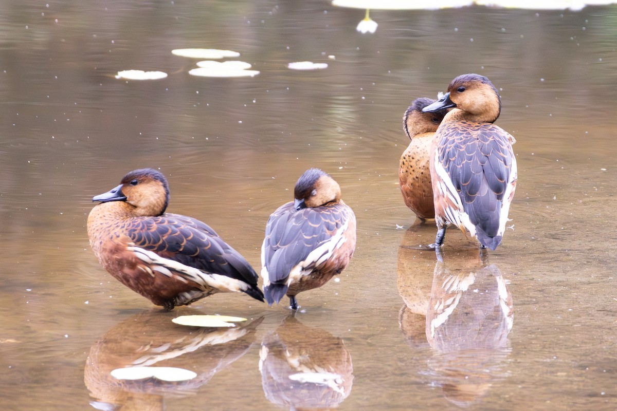 Wandering Whistling-Duck - ML643317771