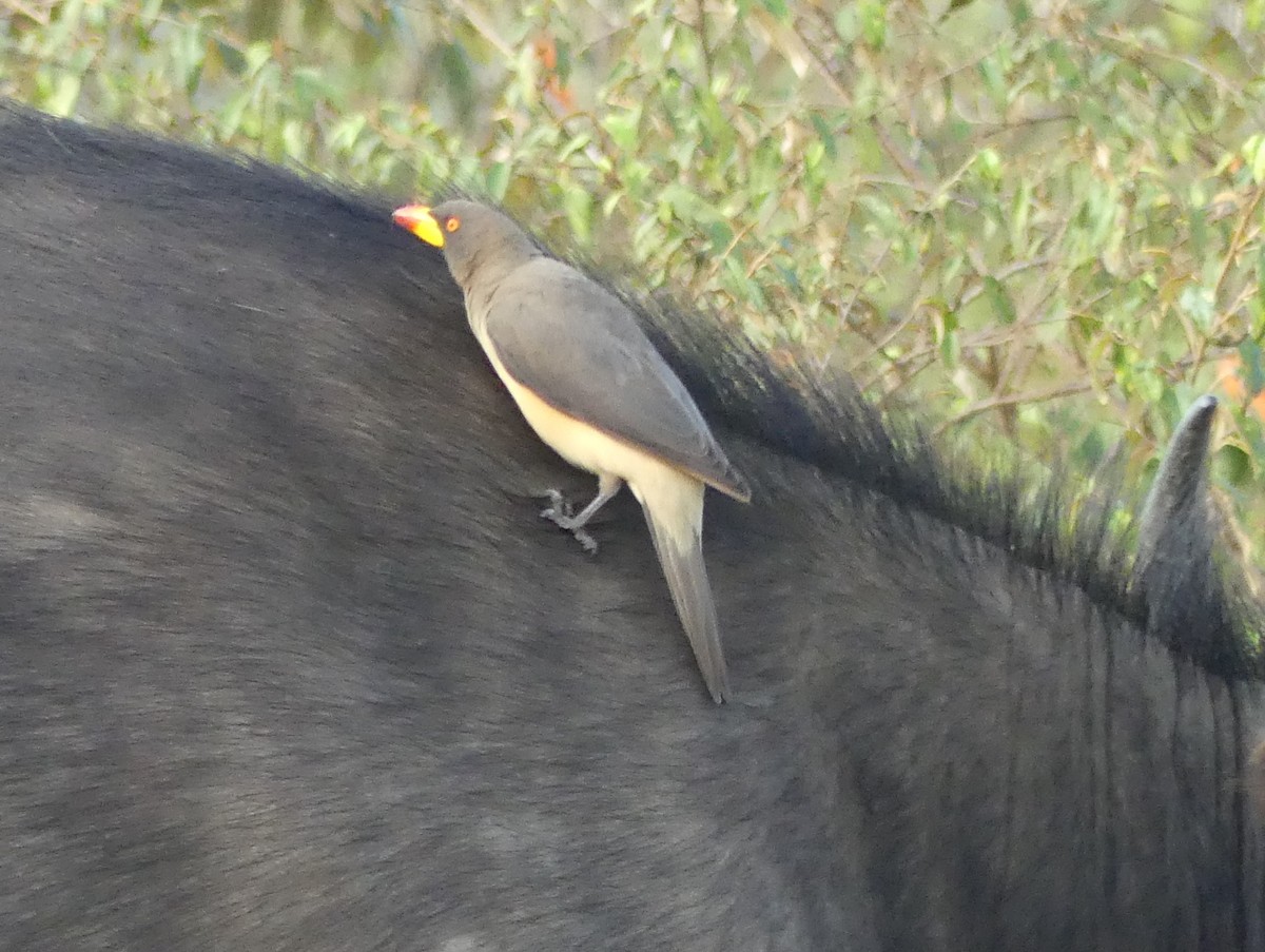 Yellow-billed Oxpecker - ML643317784