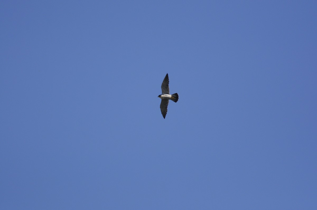 Peregrine Falcon - ML643317788