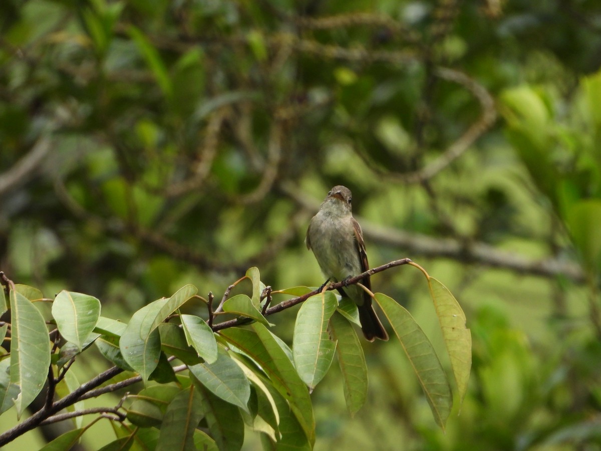 tyranovec východní - ML643317790