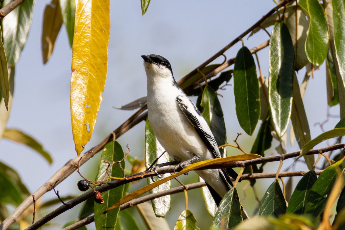 White-winged Triller - ML643317791