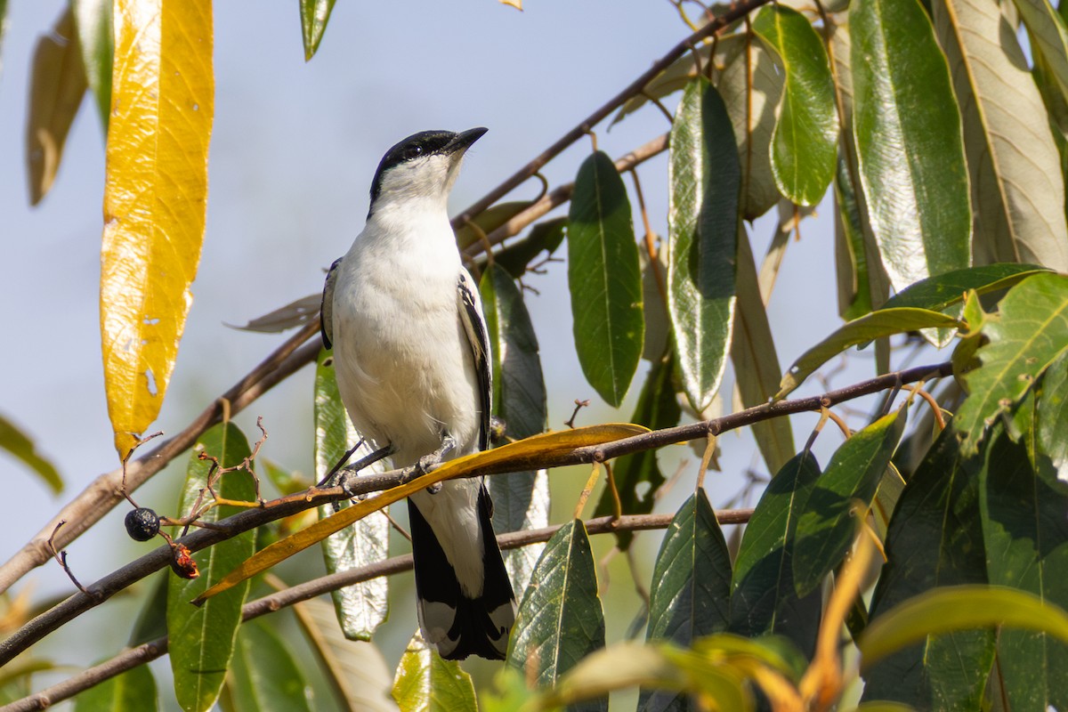 White-winged Triller - ML643317792