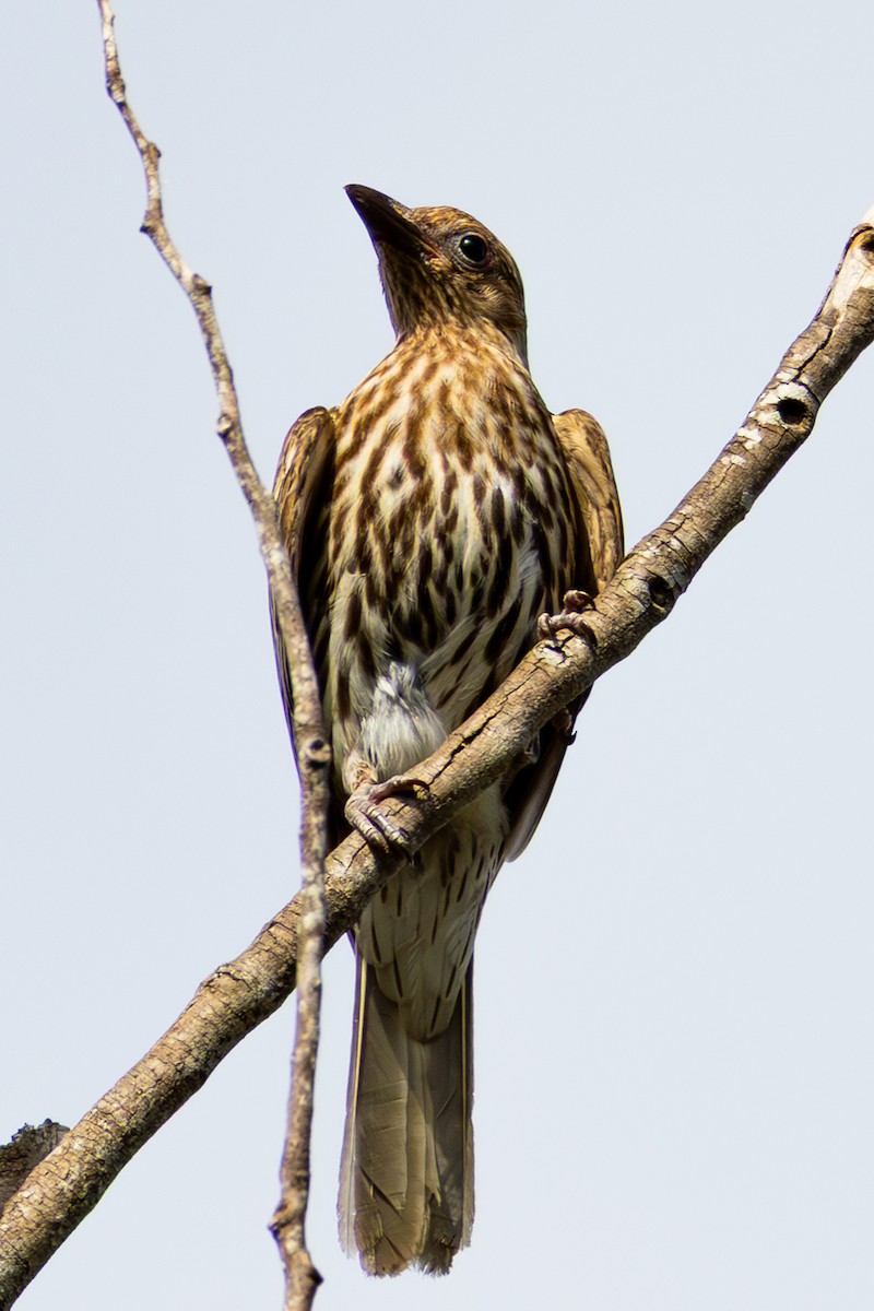 Australasian Figbird - ML643317816