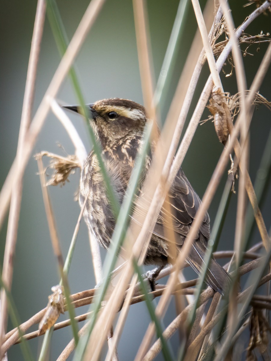Yellow-winged Blackbird - ML643317820