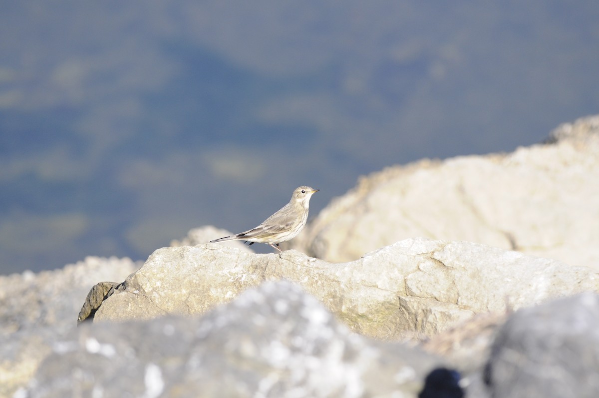 American Pipit - ML643317830