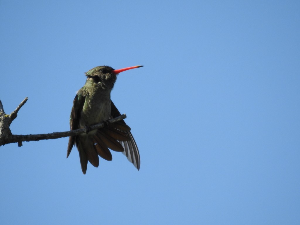 Gilded Hummingbird - ML643317837