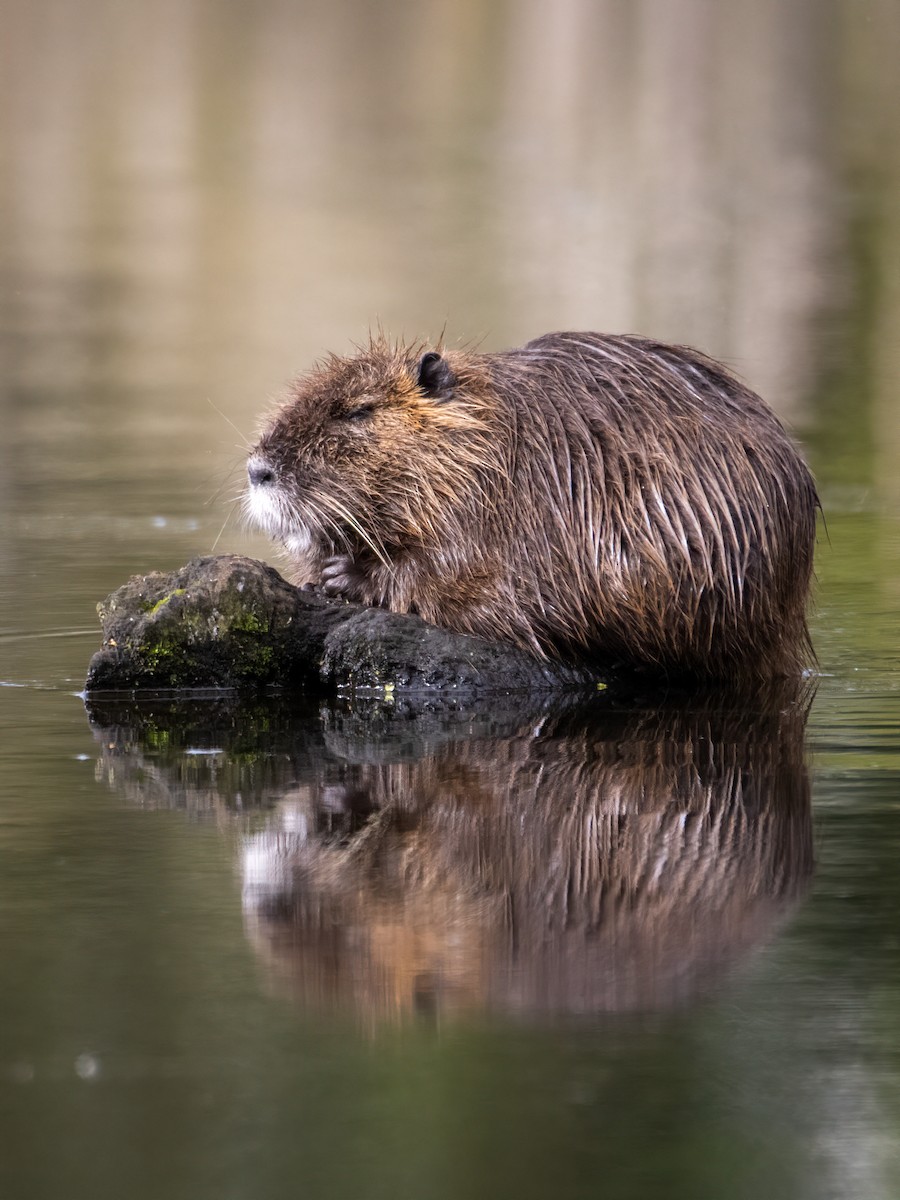 Coypu - ML643317853