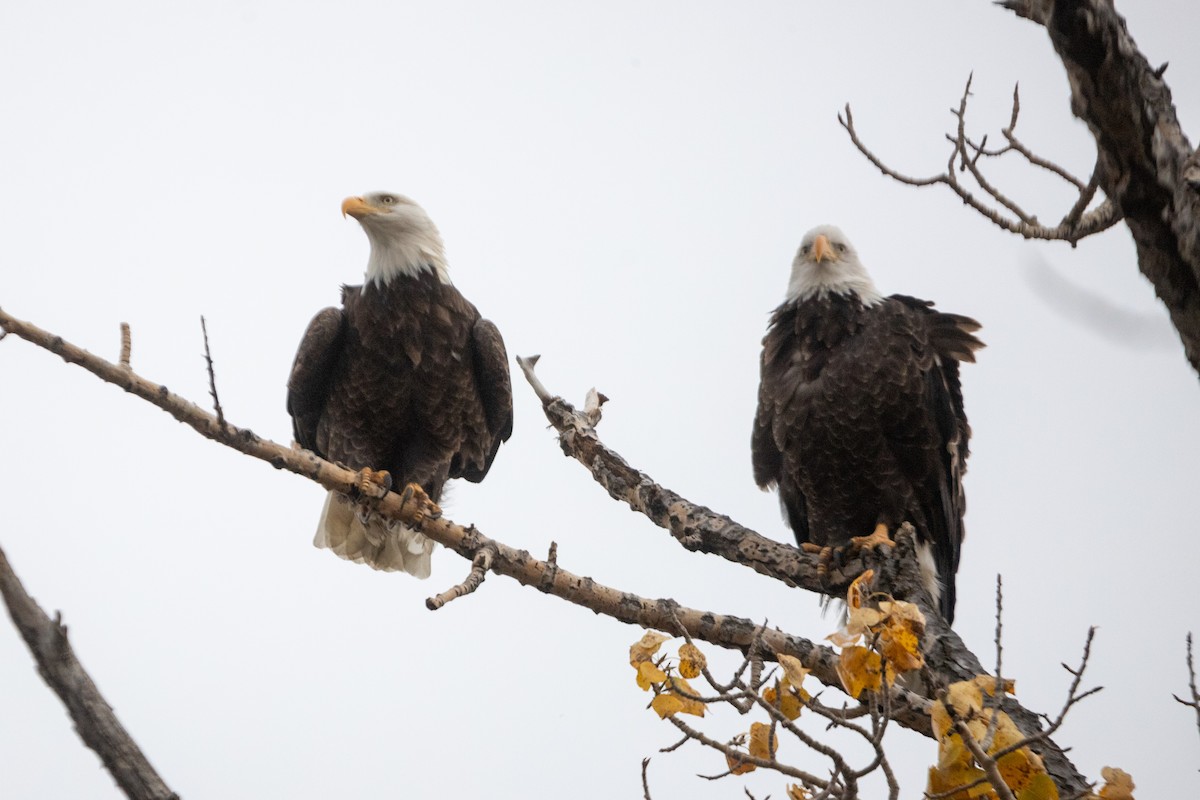 Itsas arrano buruzuria - ML643317860