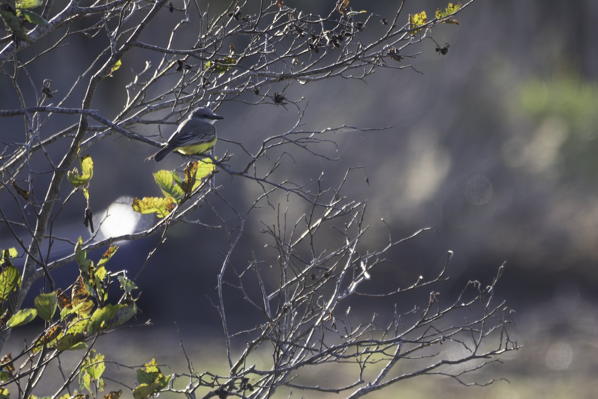 Tropical Kingbird - ML643317874