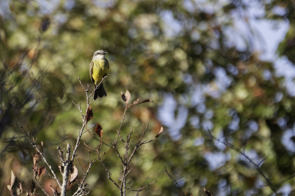 Tropical Kingbird - ML643317876