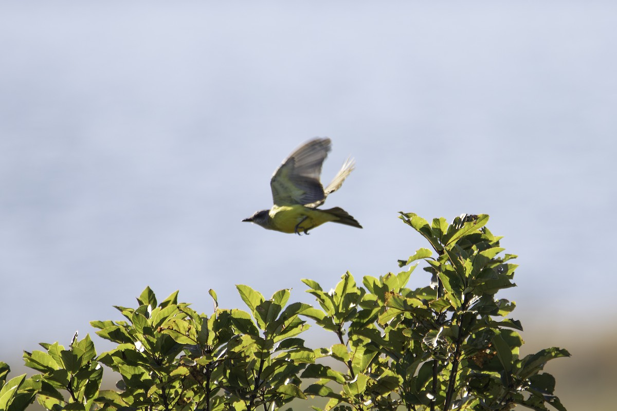 Tropical Kingbird - ML643317880