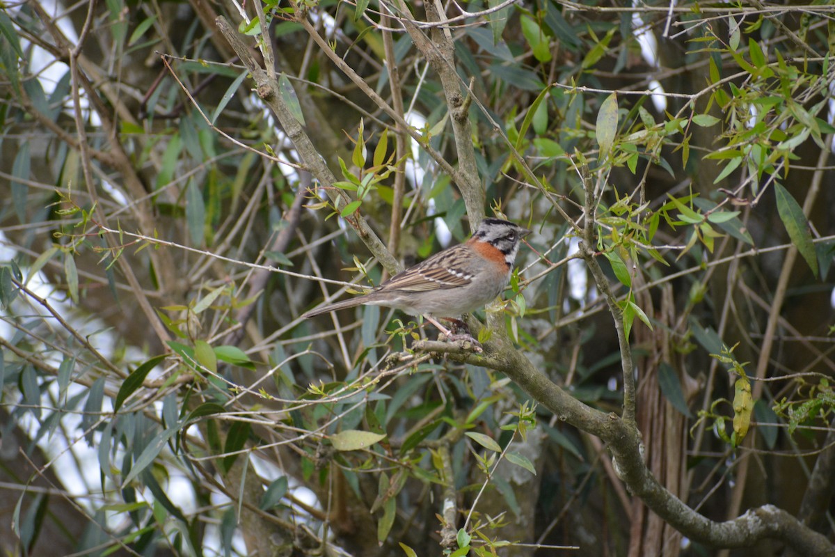 Rufous-collared Sparrow - ML643317881