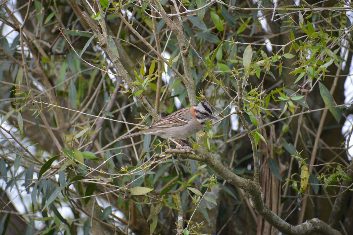 Rufous-collared Sparrow - ML643317883
