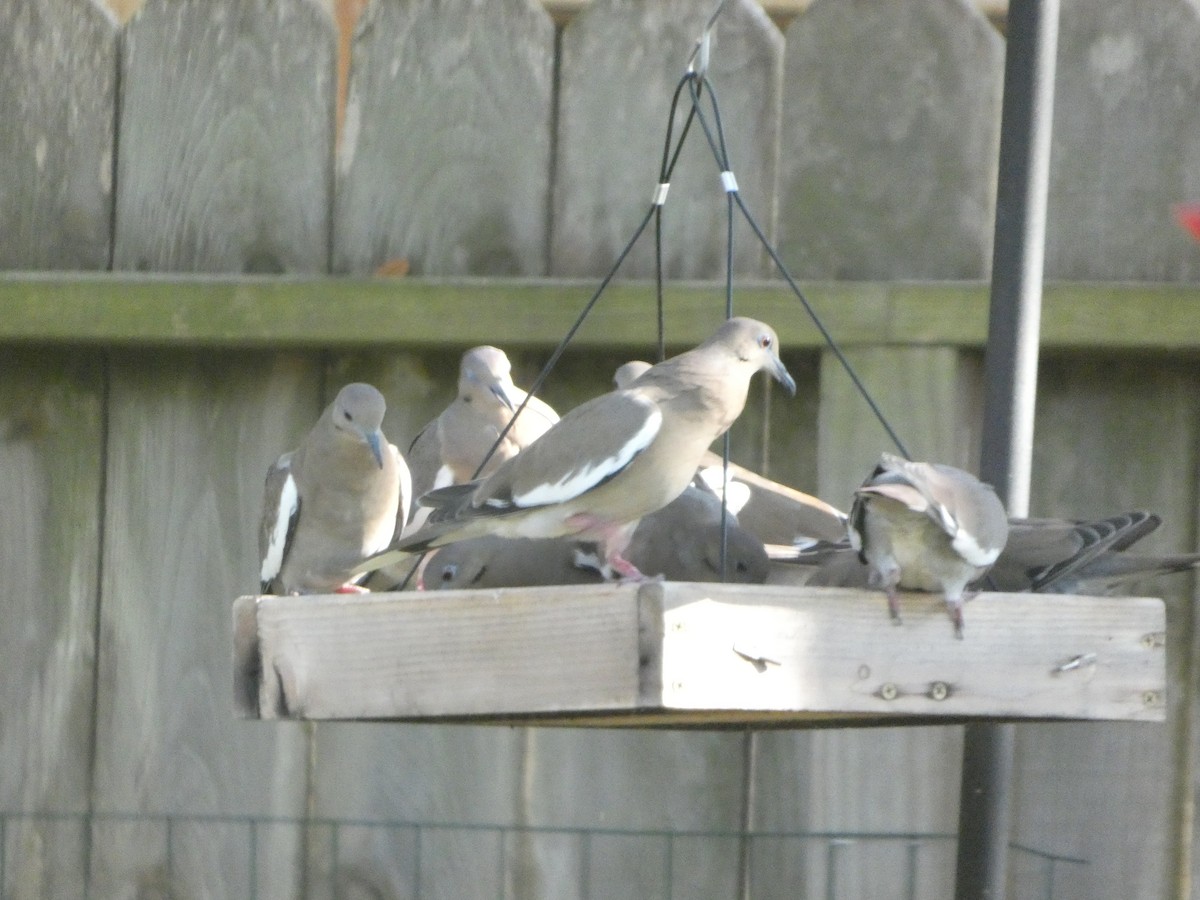 White-winged Dove - ML643317884