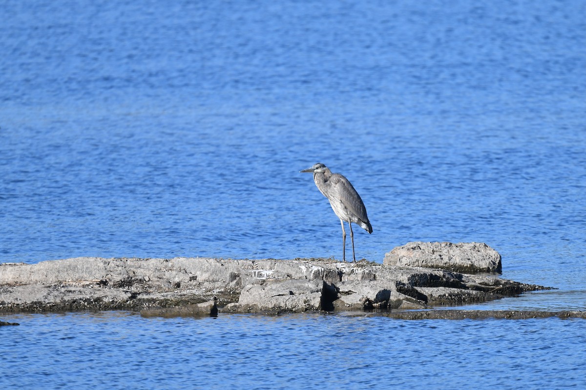 Great Blue Heron - ML643317888