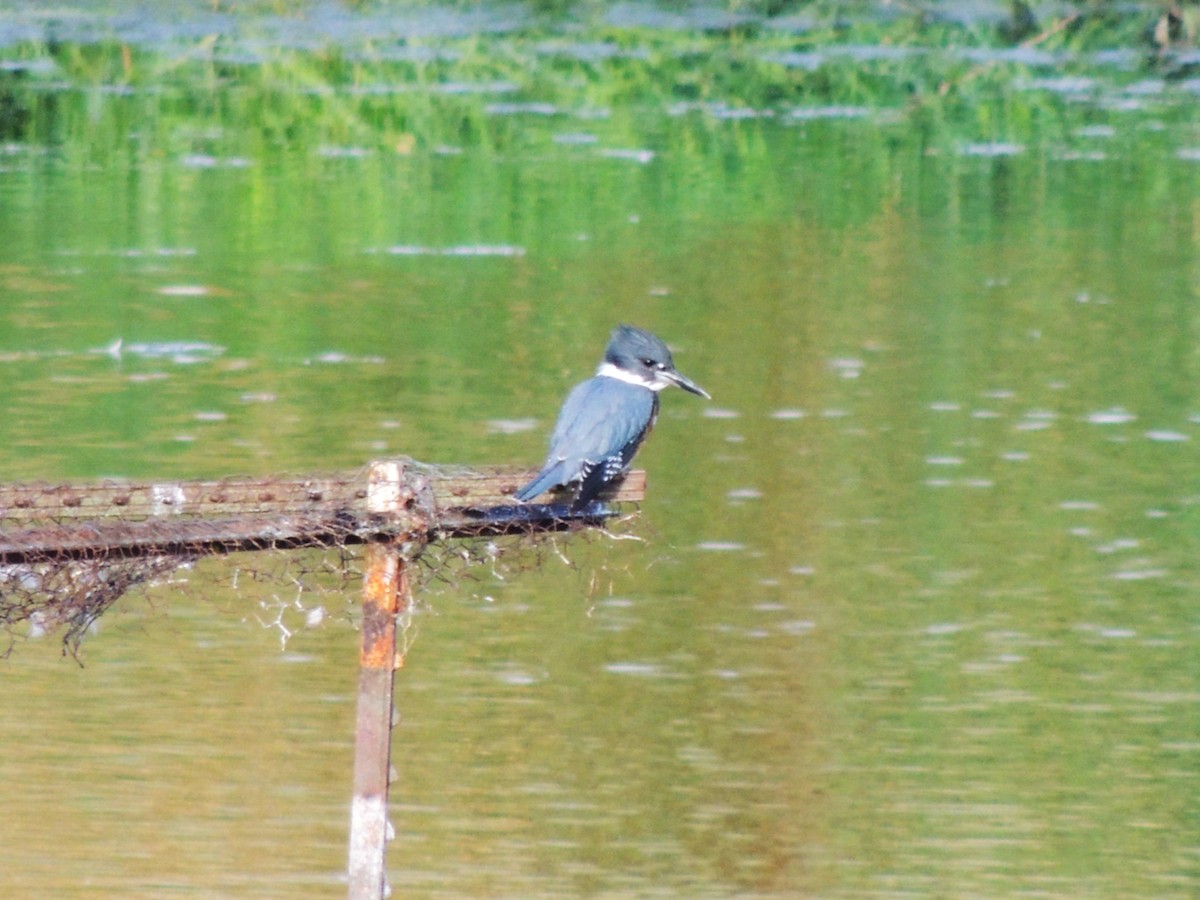 Belted Kingfisher - ML643317890