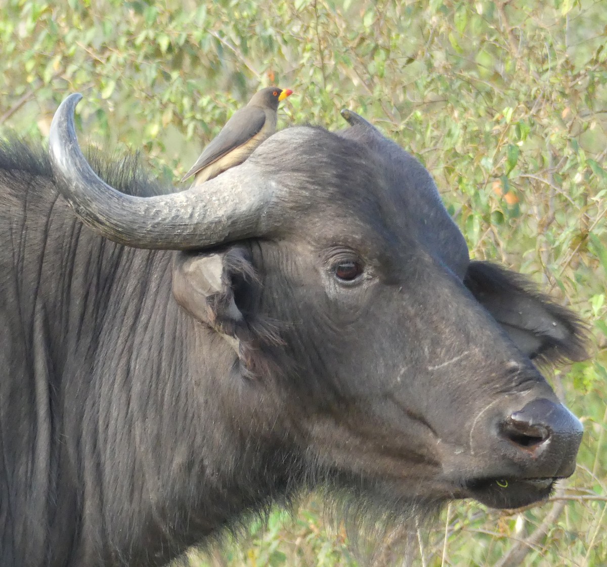 Yellow-billed Oxpecker - ML643317895
