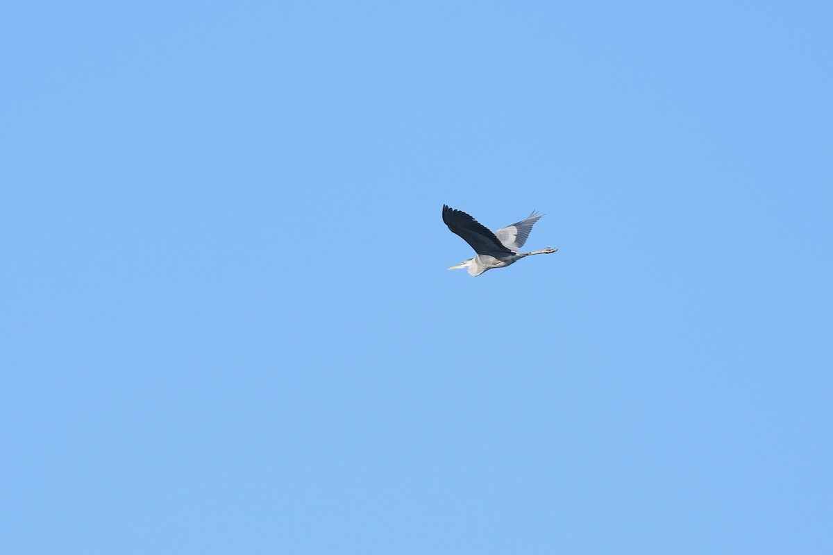 Great Blue Heron - ML643317896