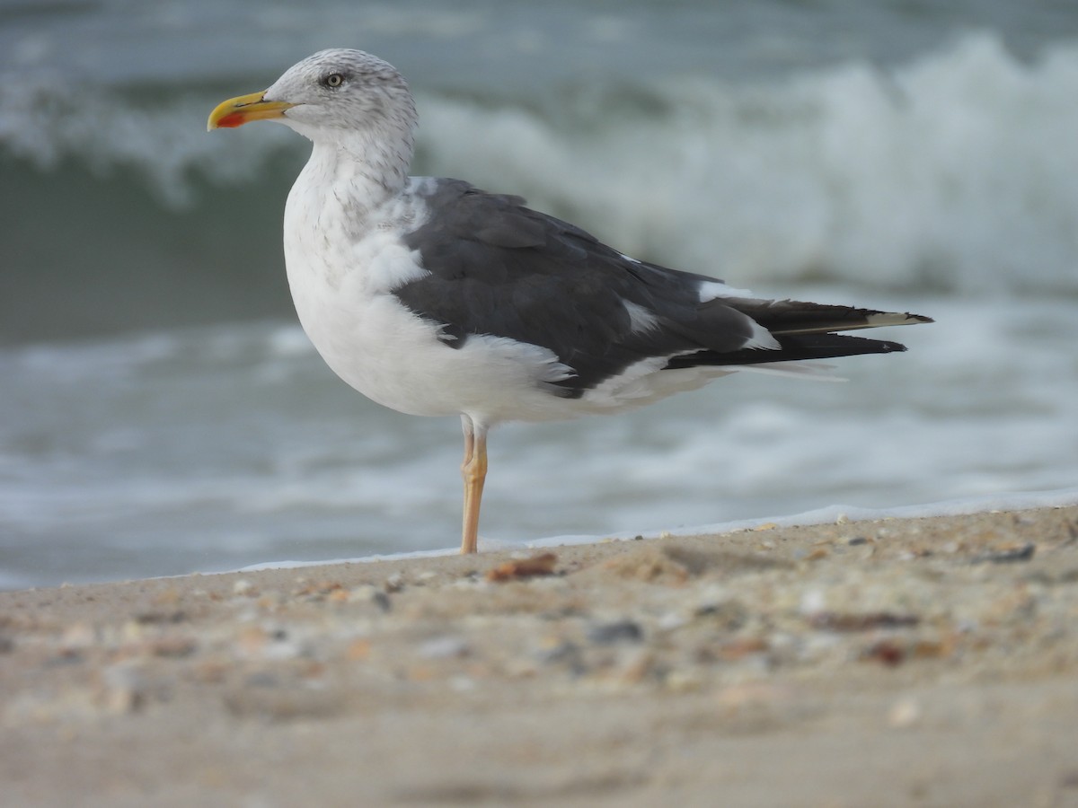 Lesser Black-backed Gull - ML643317898