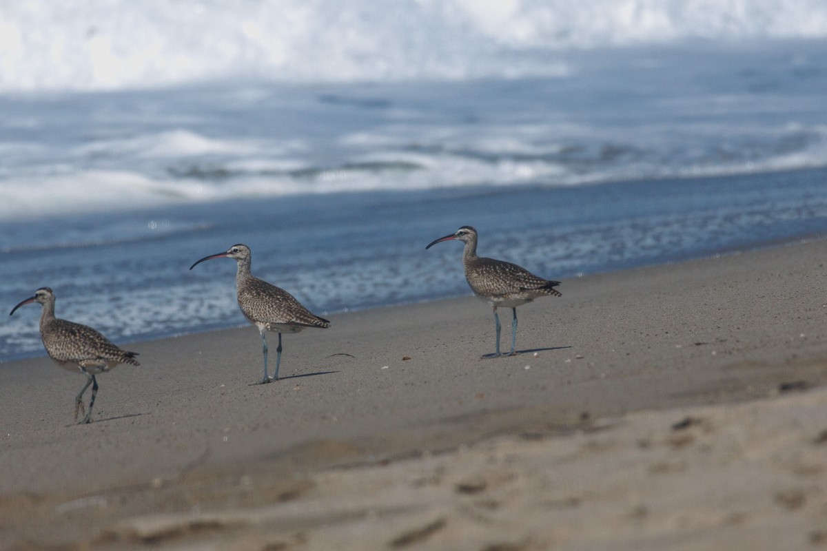 Whimbrel (Hudsonian) - ML643317904