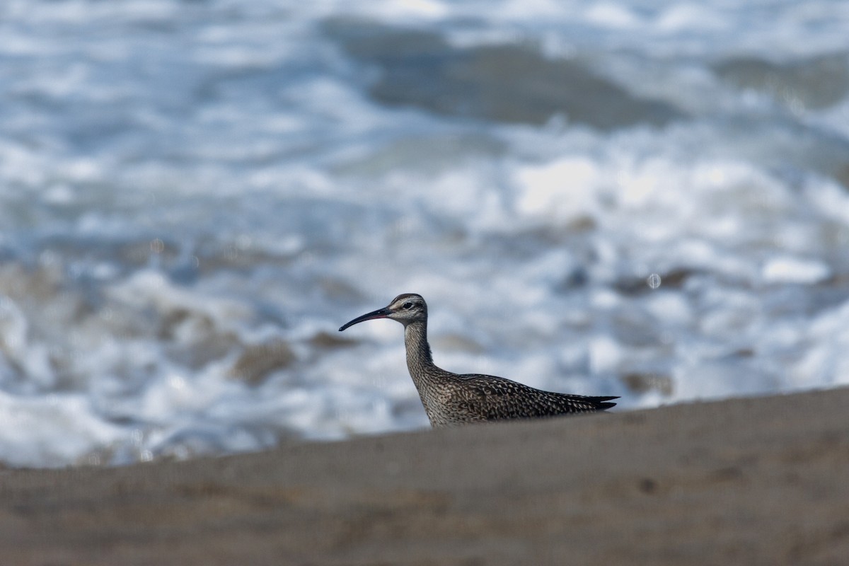 Whimbrel (Hudsonian) - ML643317906