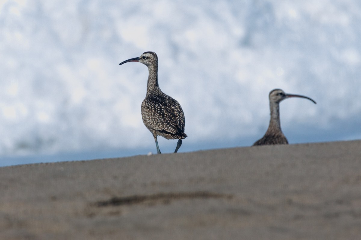 Whimbrel (Hudsonian) - ML643317907