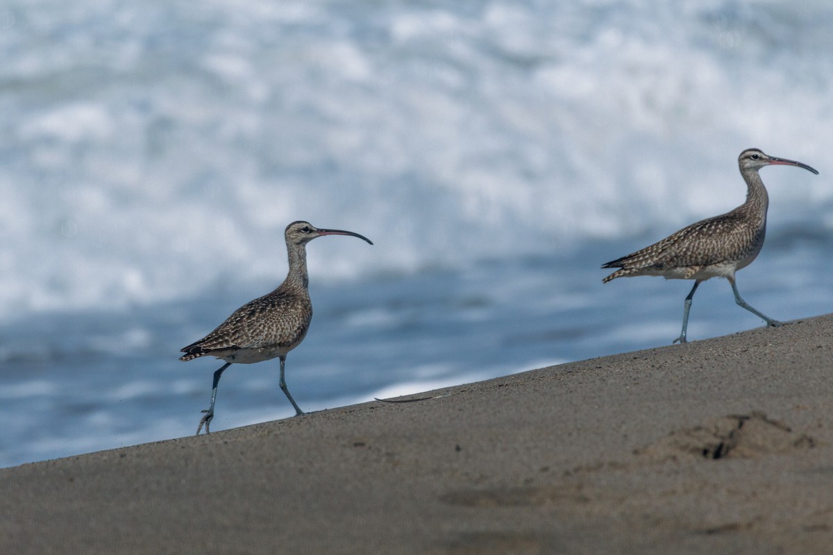 Whimbrel (Hudsonian) - ML643317908