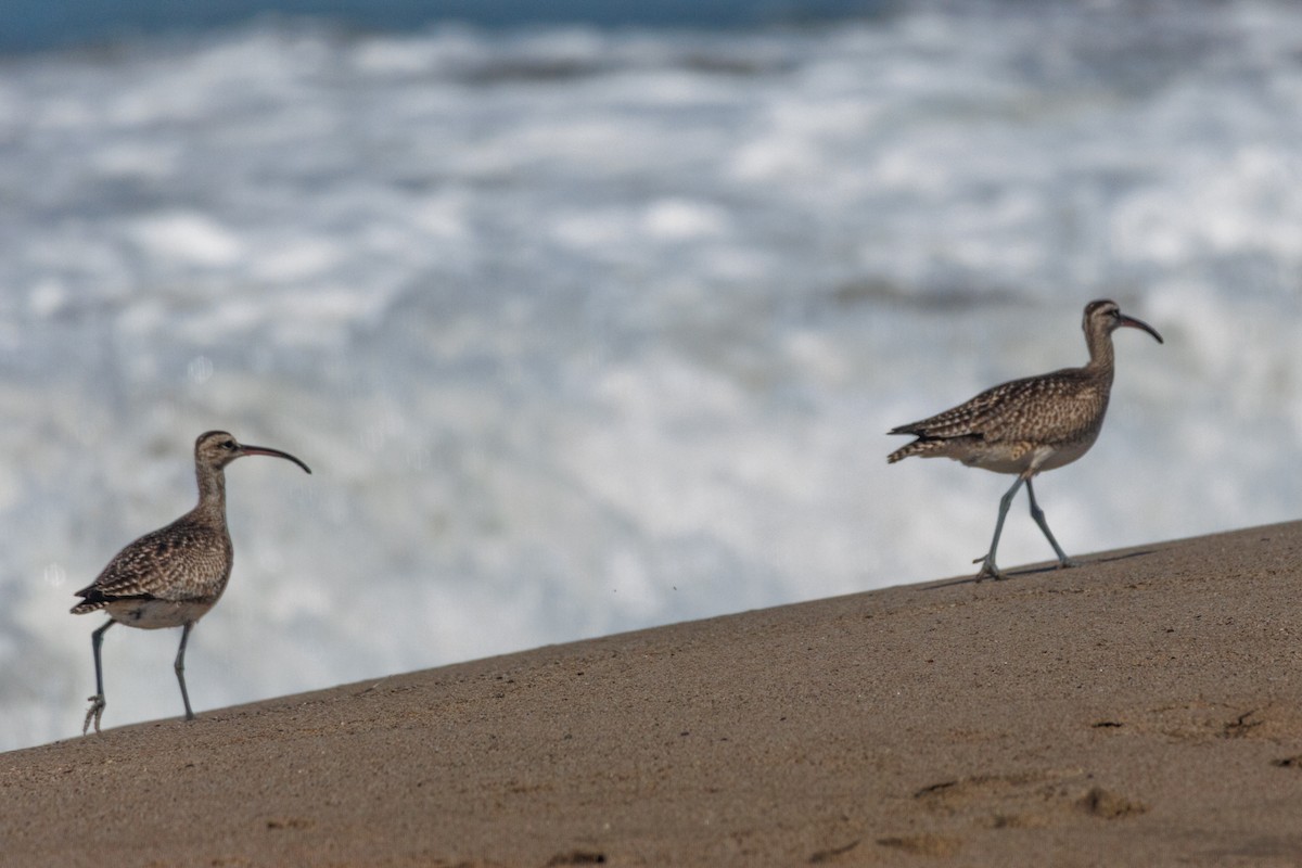 Whimbrel (Hudsonian) - ML643317909