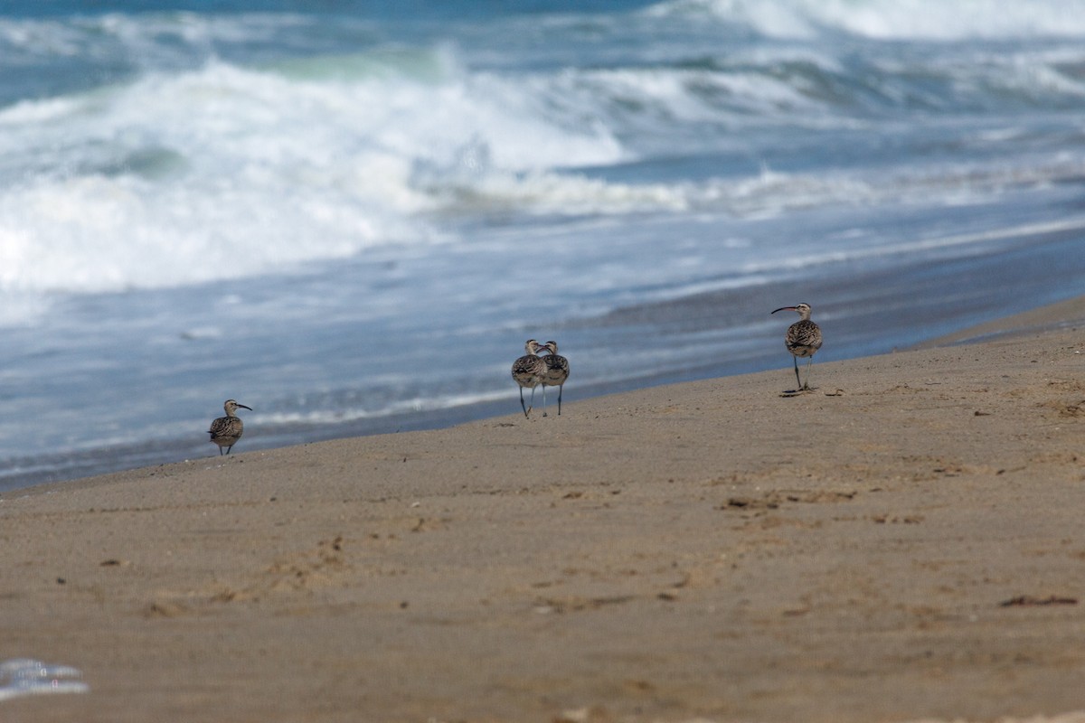 Whimbrel (Hudsonian) - ML643317910