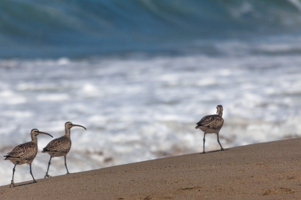 Whimbrel (Hudsonian) - ML643317911