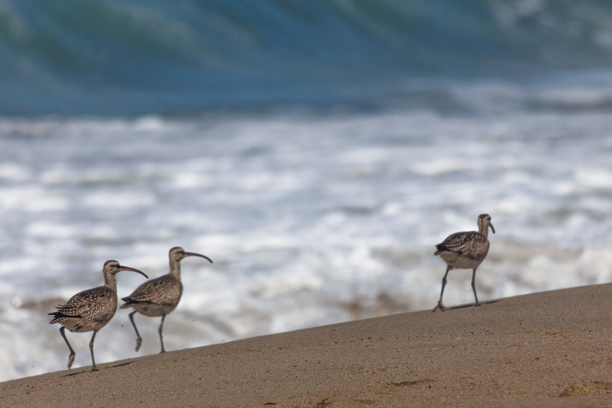 Whimbrel (Hudsonian) - ML643317912