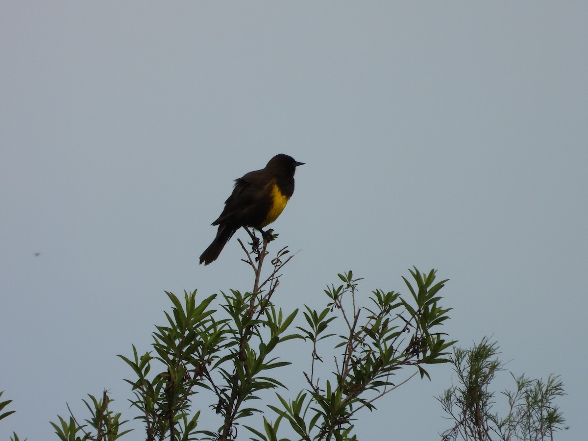 Brown-and-yellow Marshbird - ML643317916