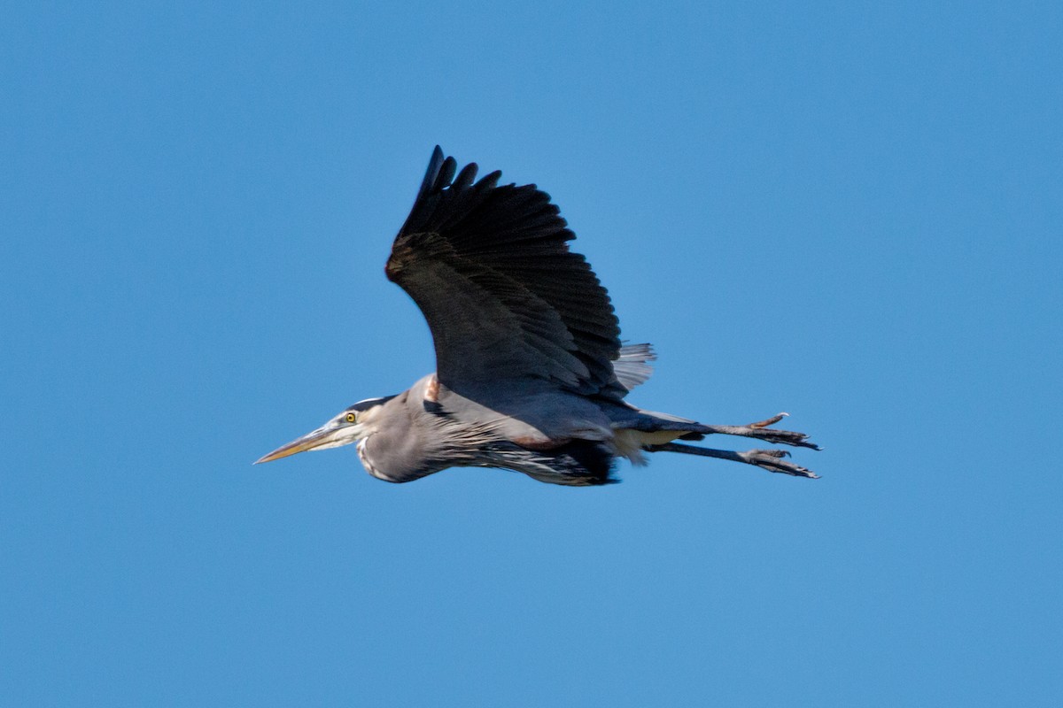 Great Blue Heron - ML643317923