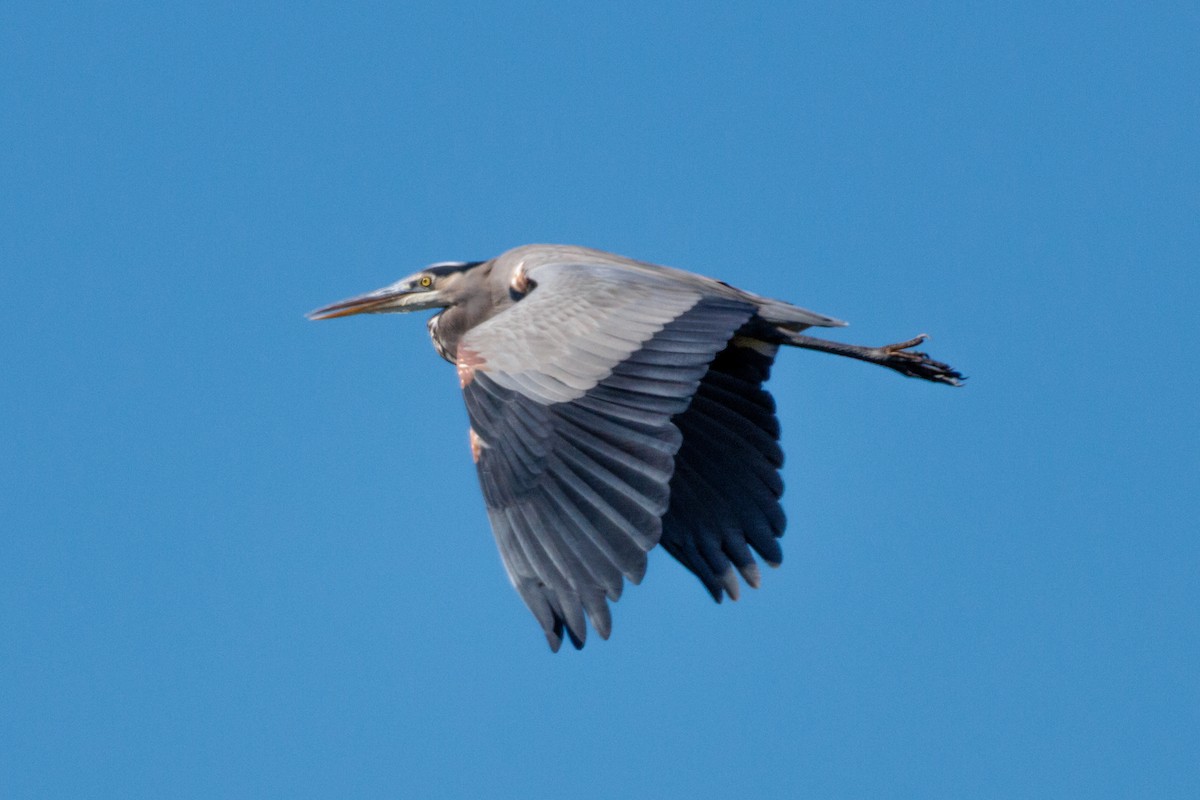 Great Blue Heron - ML643317924