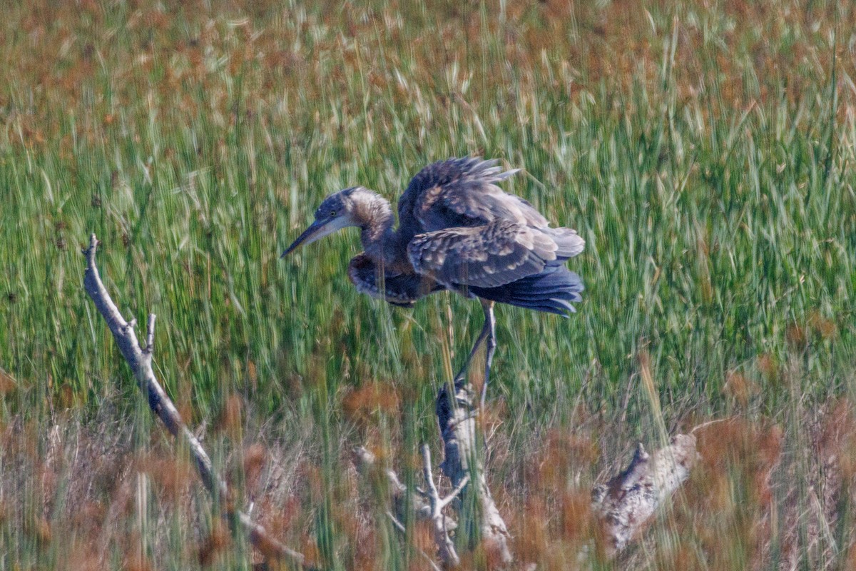 Great Blue Heron - ML643317925