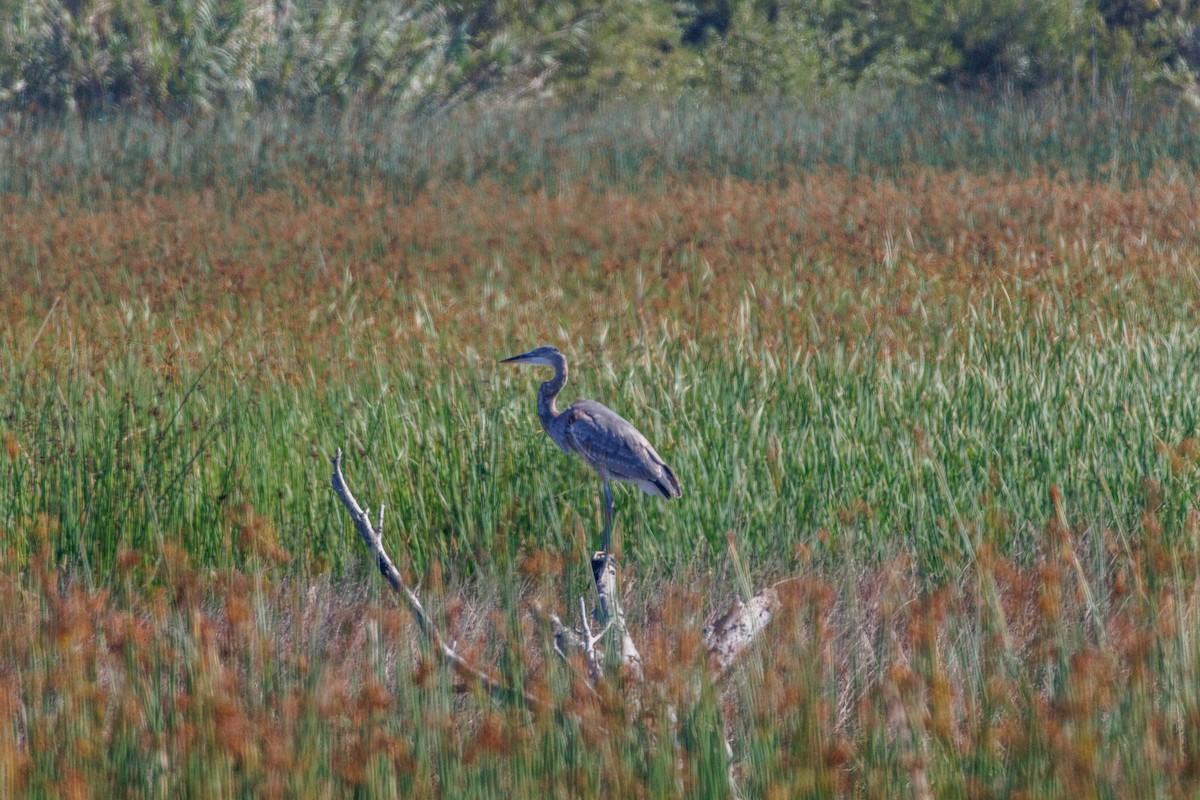 Great Blue Heron - ML643317926
