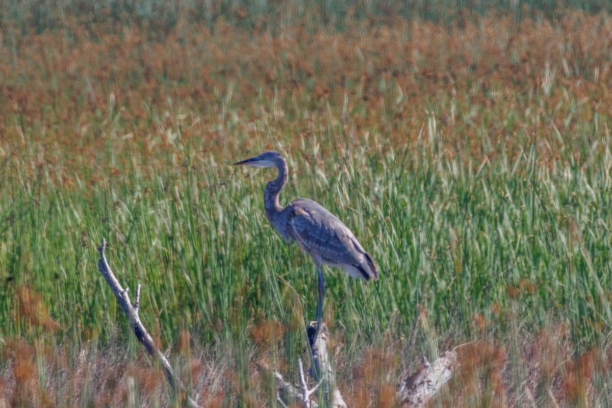 Great Blue Heron - ML643317927