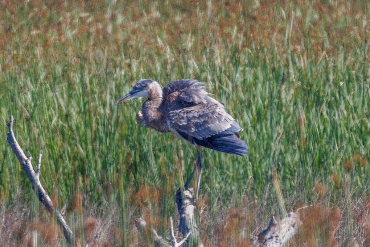 Great Blue Heron - ML643317928