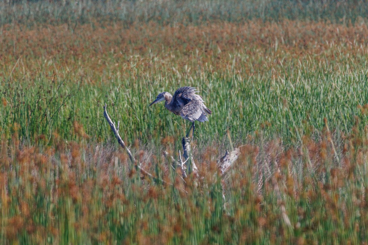 Great Blue Heron - ML643317929
