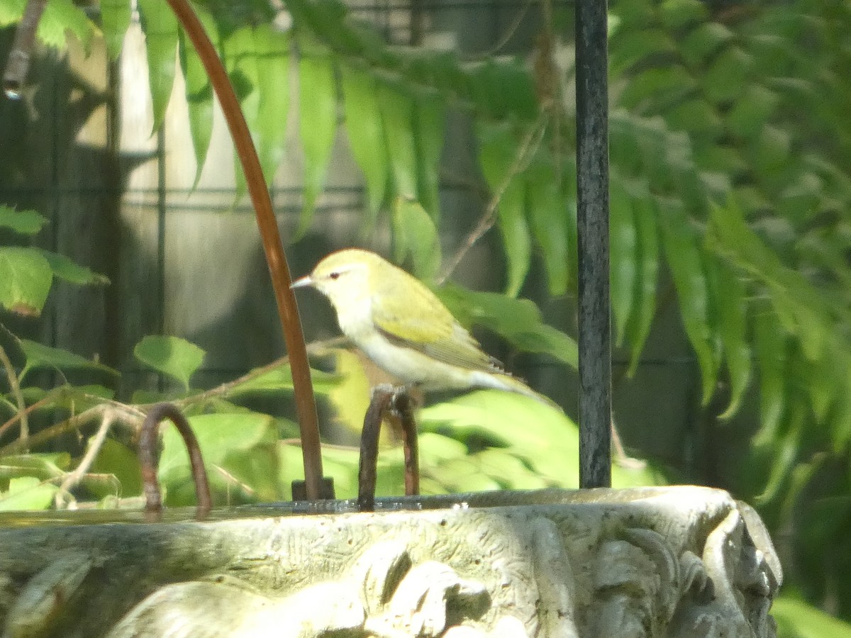 Tennessee Warbler - ML643317931