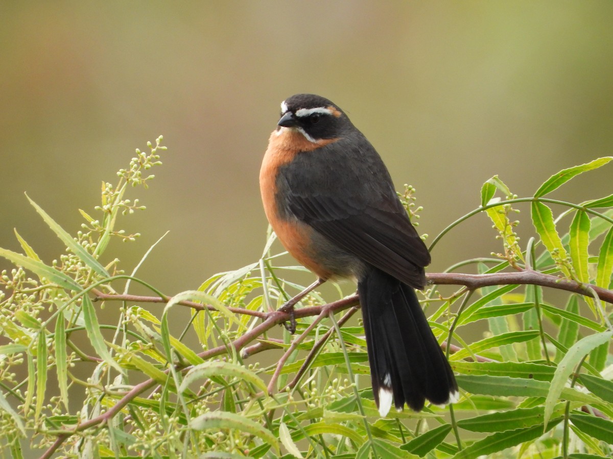 Black-and-rufous Warbling Finch - ML643317939