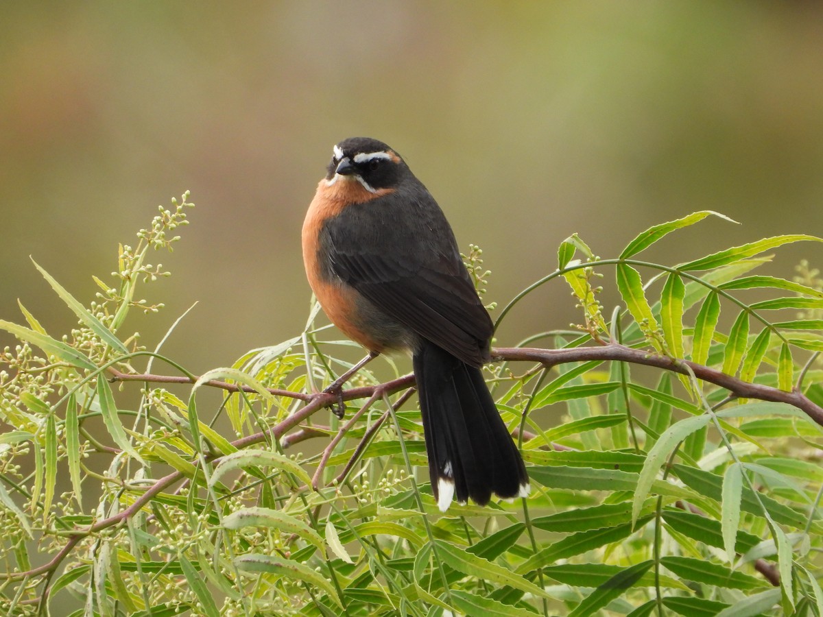 Black-and-rufous Warbling Finch - ML643317940